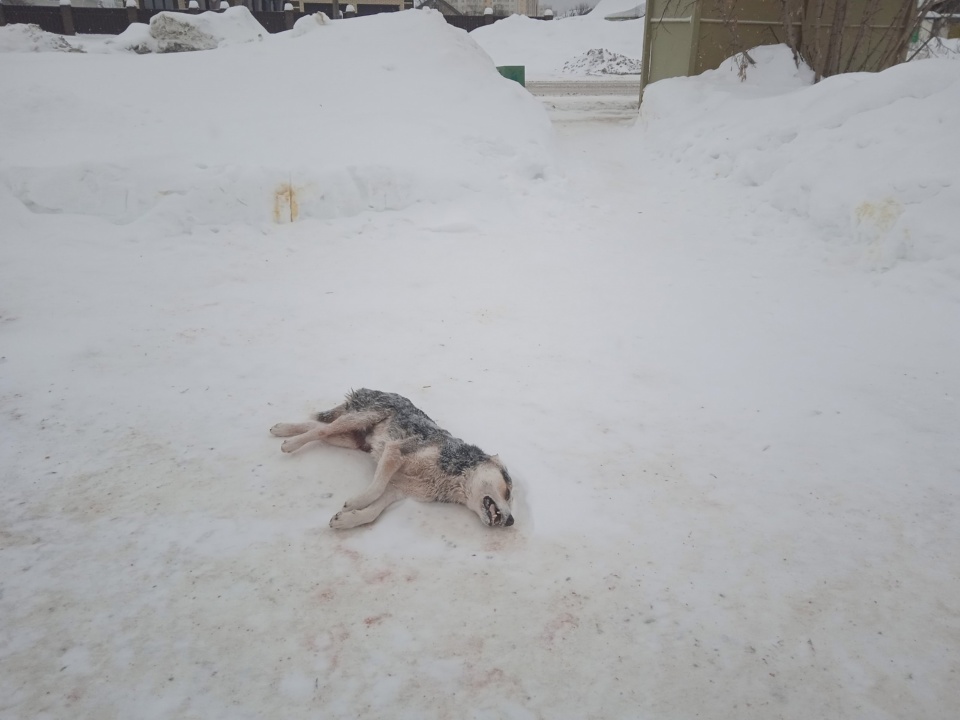 Травля собак.jpg